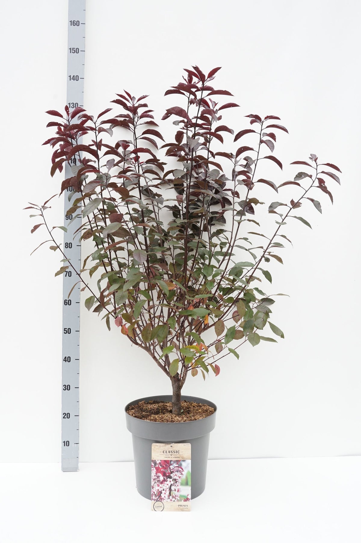 Prunus cistena - Stam 225 cm, stamomfång 10-12 cm, C25 (25 liters kruka)