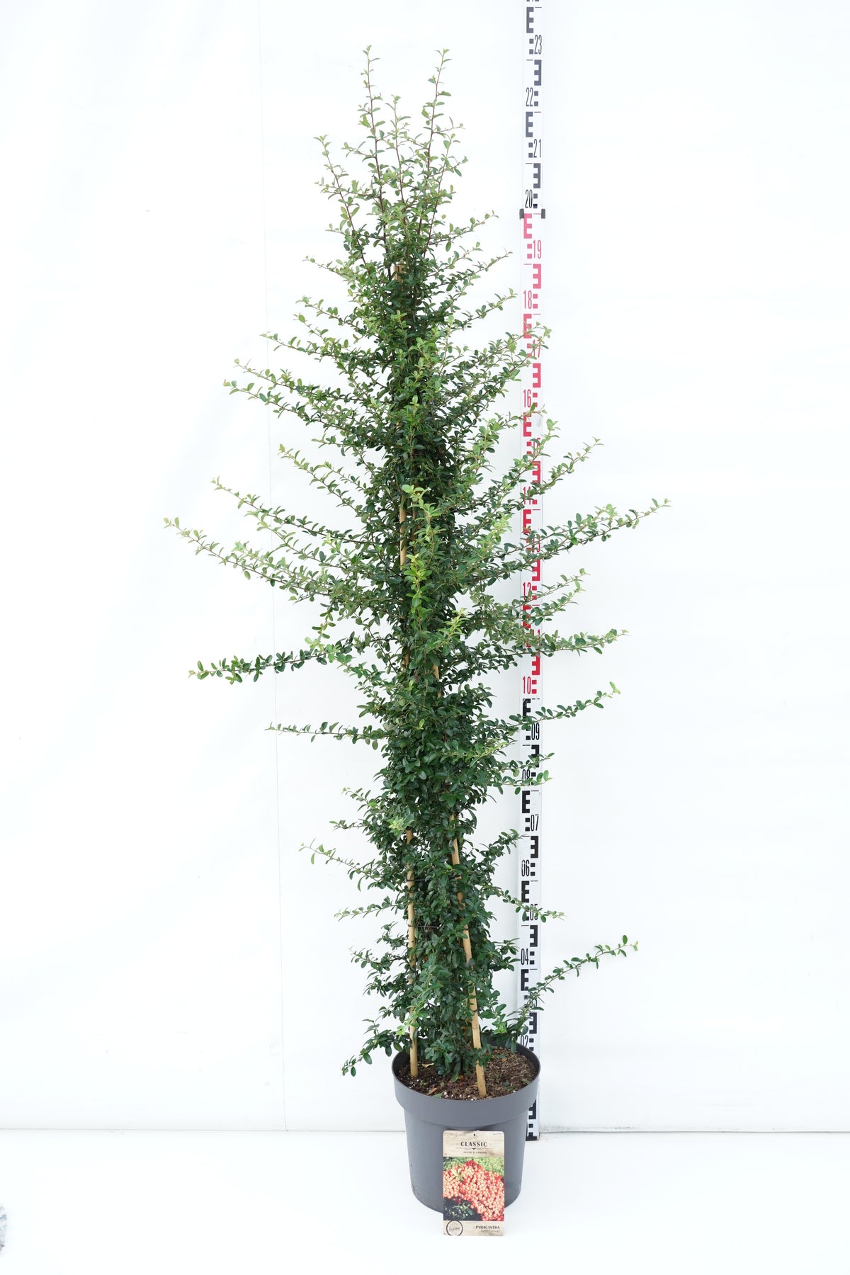 Pyracantha &