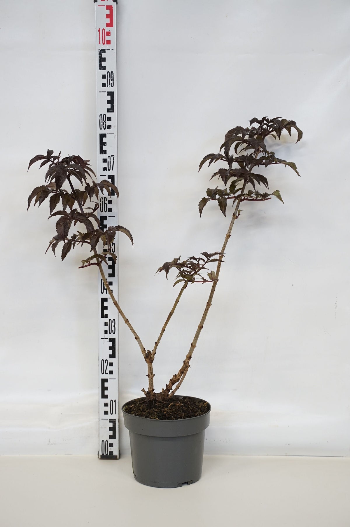 Sambucus nigra &