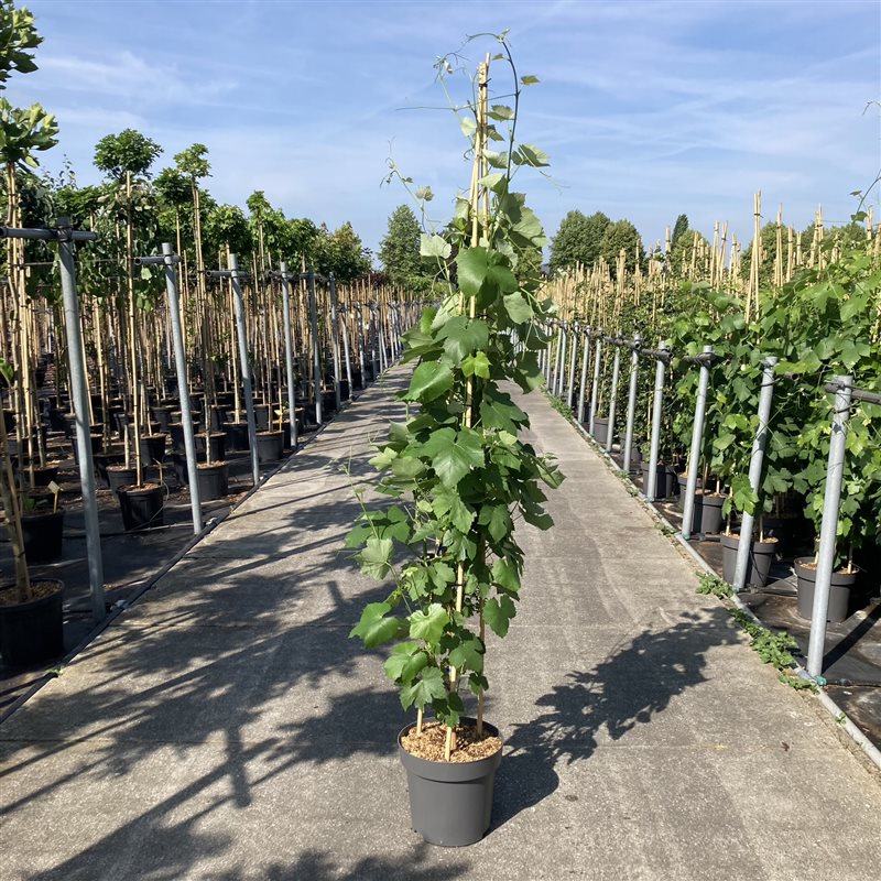 Vitis &