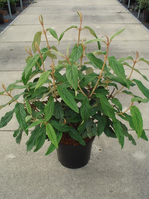 Viburnum rhytidophyllum 80-100 cm, C12 (12 liters kruka)