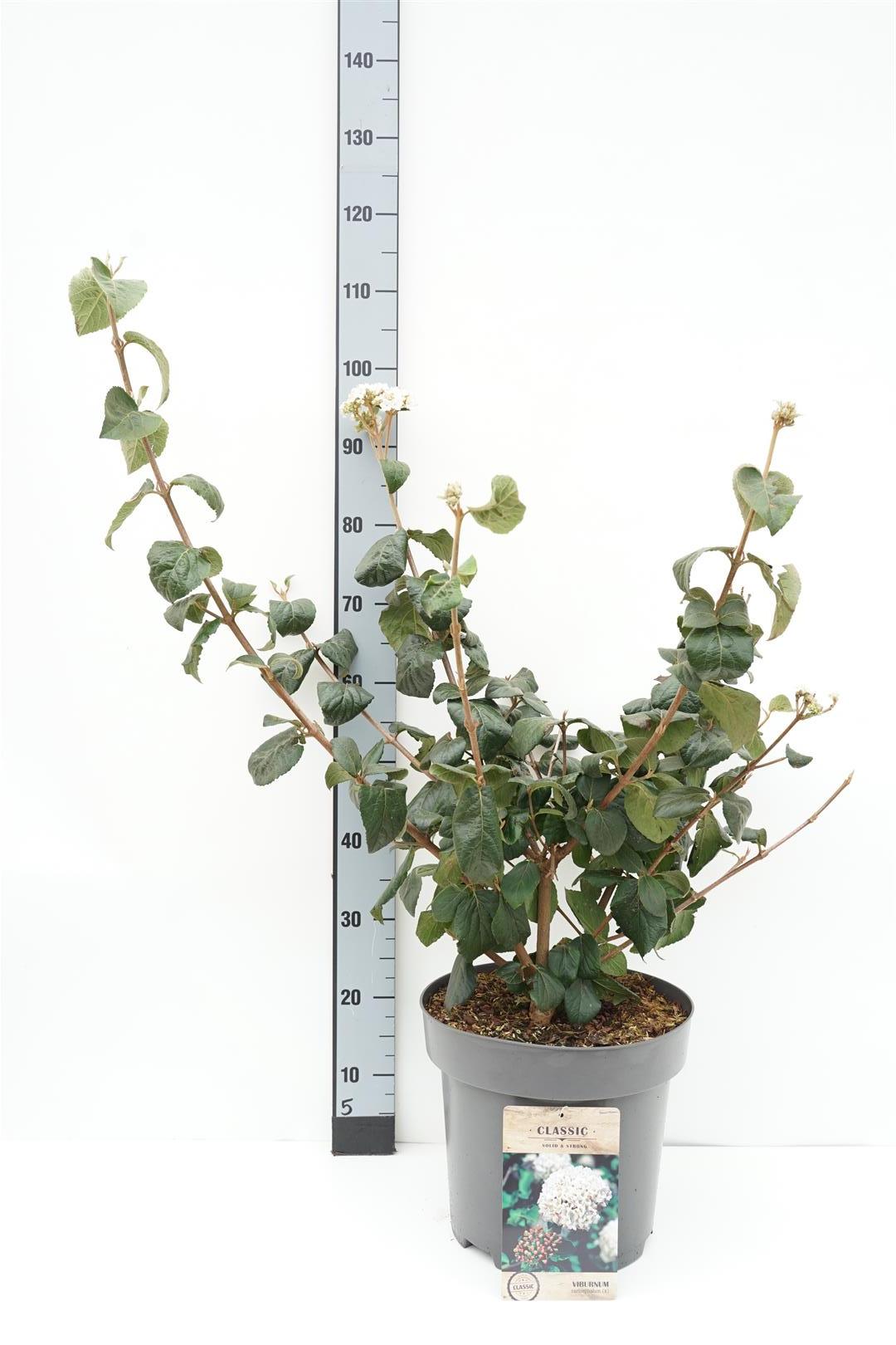 Viburnum carlcephalum C12 (12 liters kruka) 80-100 cm