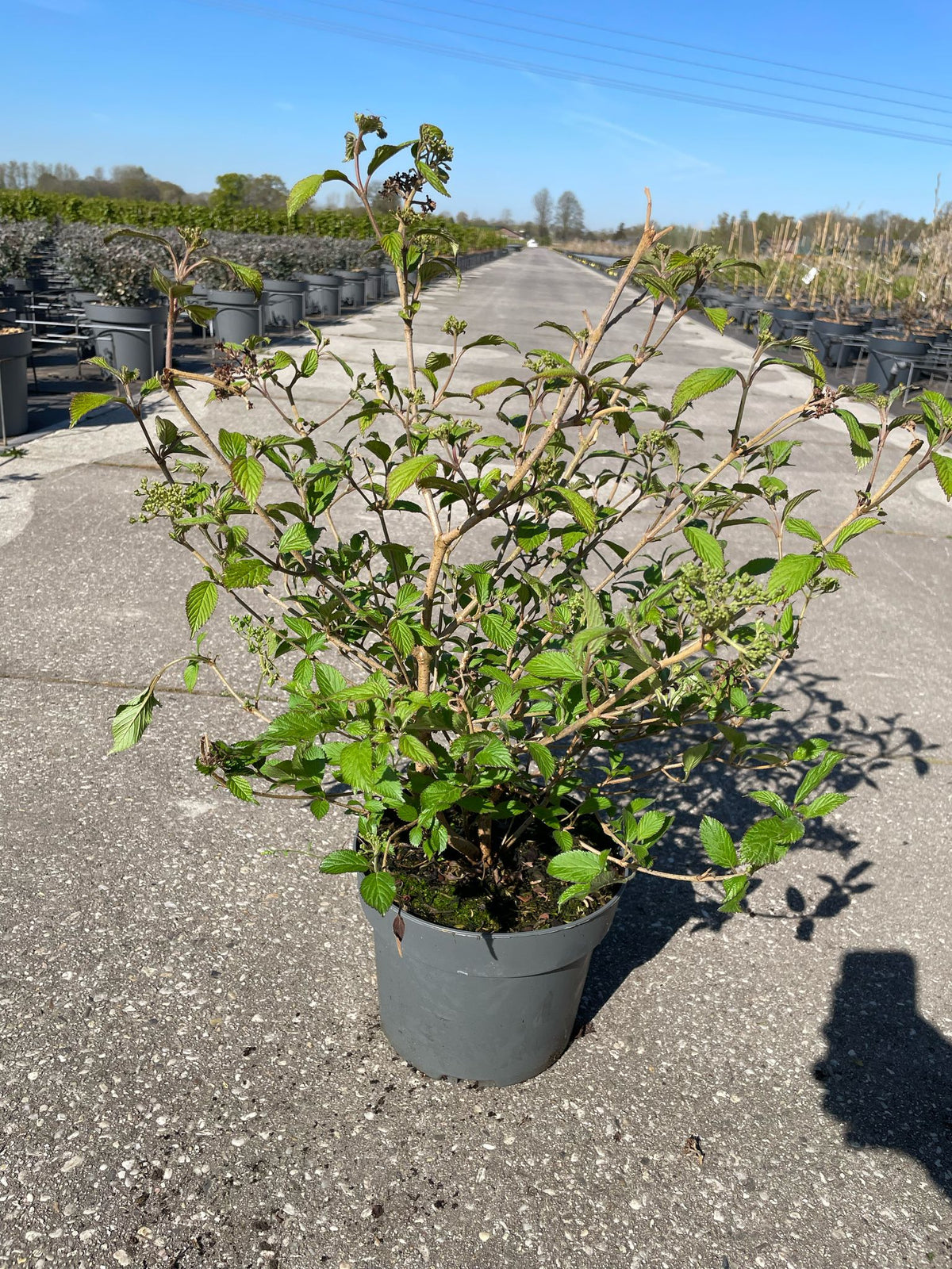 Viburnum plicatum &