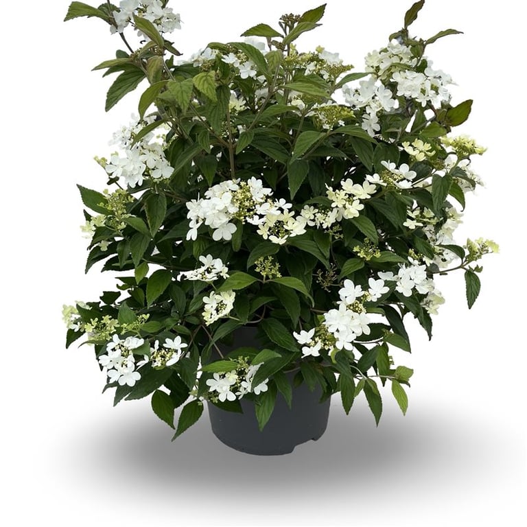 Viburnum plicatum &