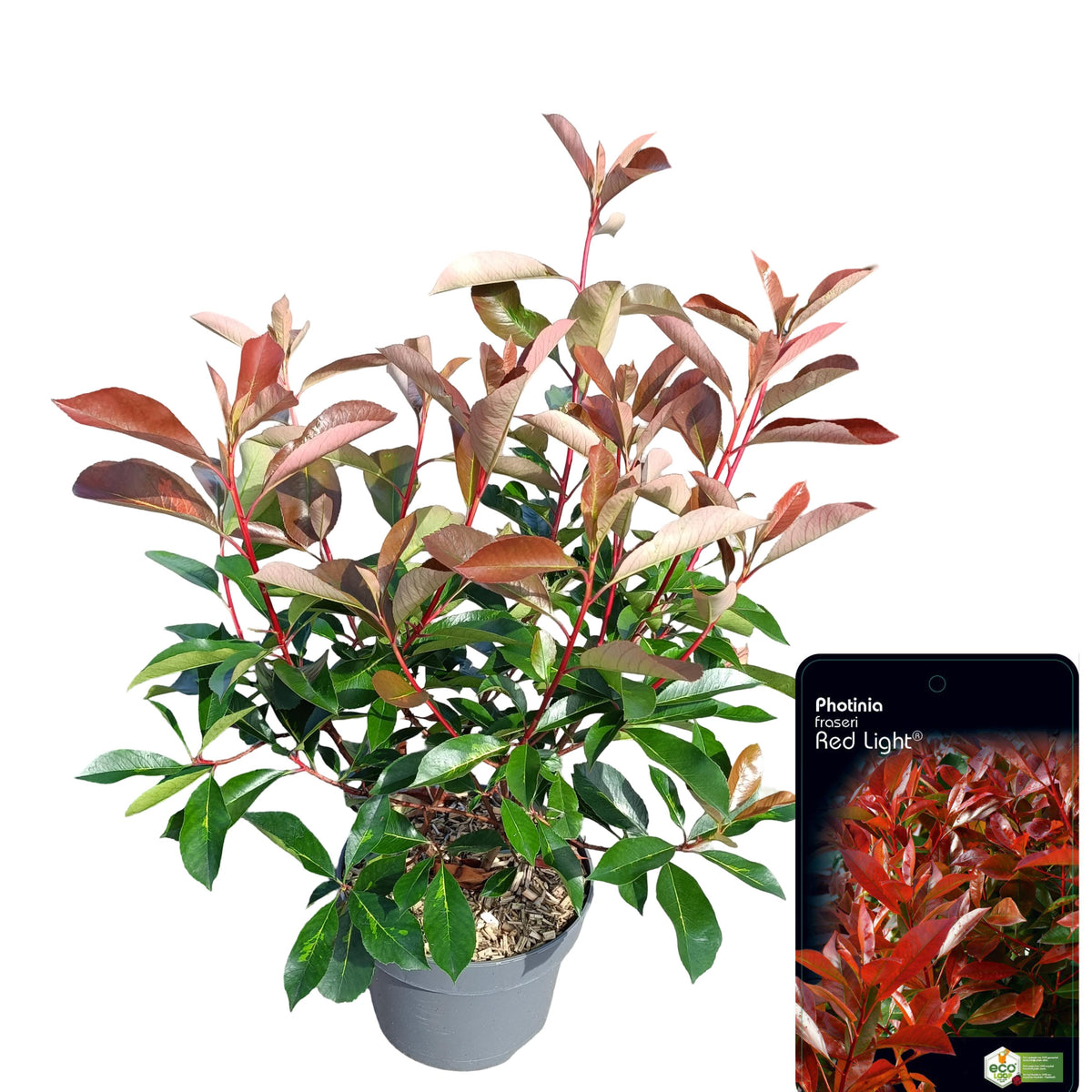 Photinia fraseri &