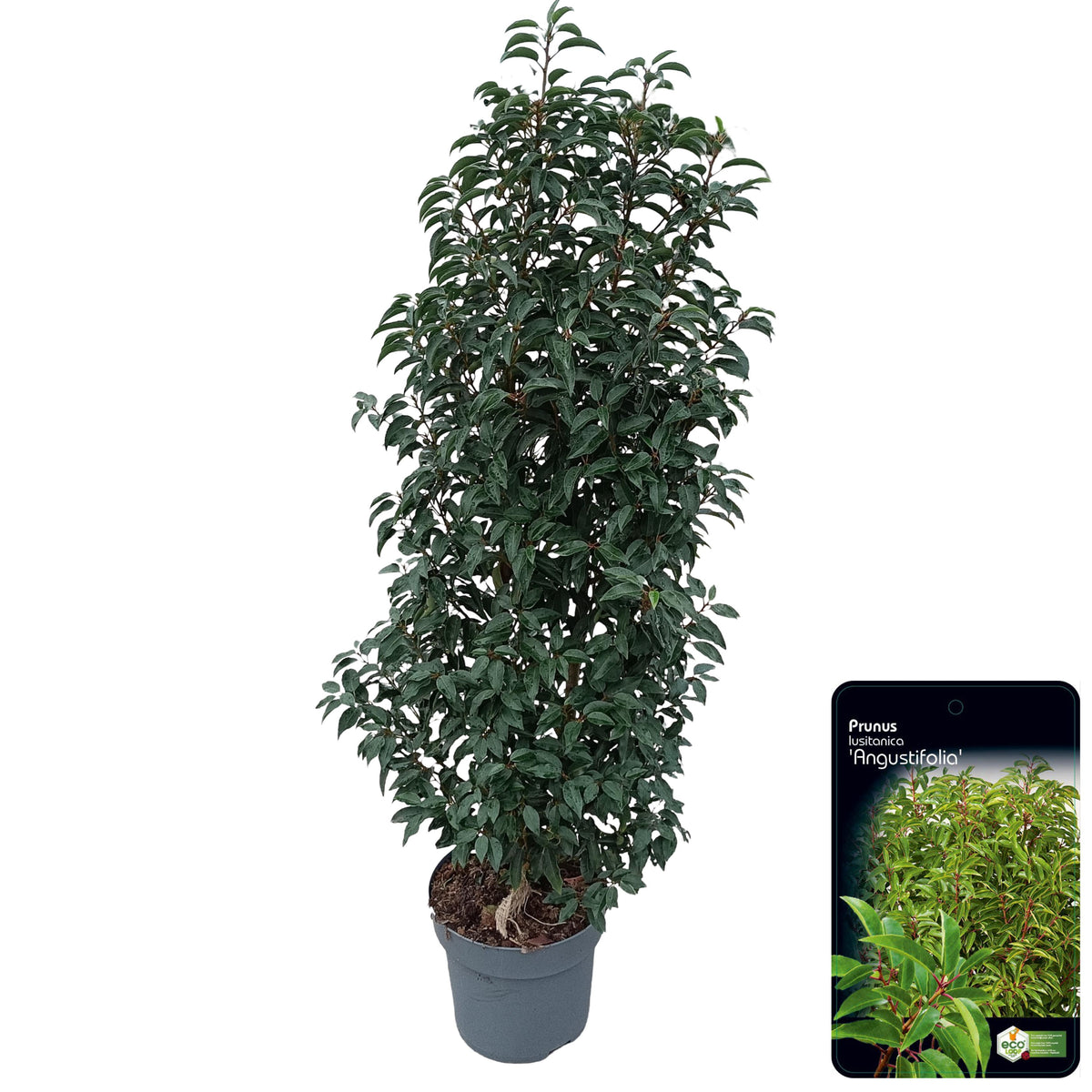 Prunus lusitanica &