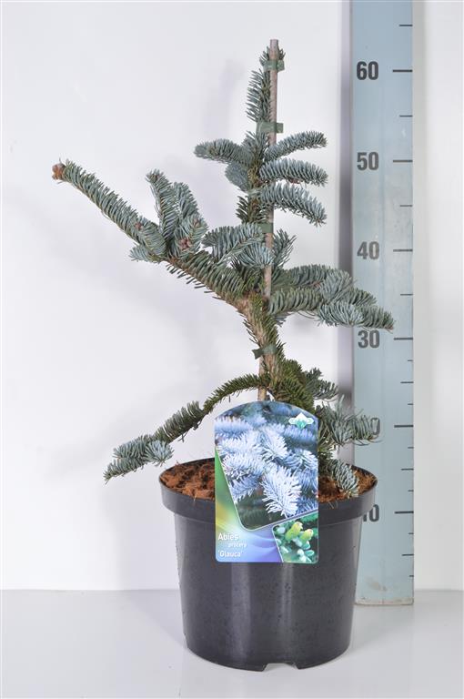 Abies procera &