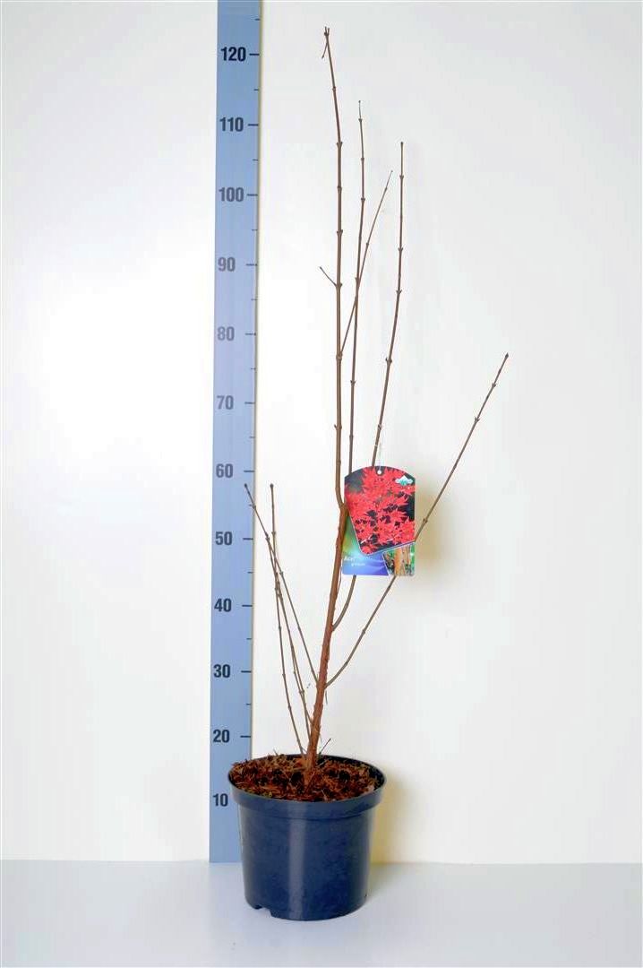 Acer griseum 60-80 cm, C5 (5 liters kruka)