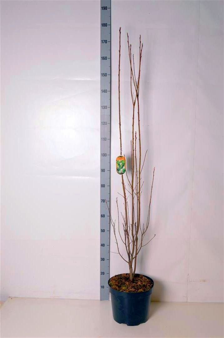 Amelanchier aln. &