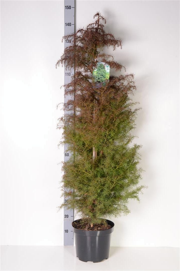 Cryptomeria j. &