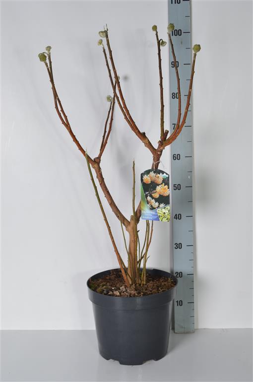 Edgeworthia chrysantha &