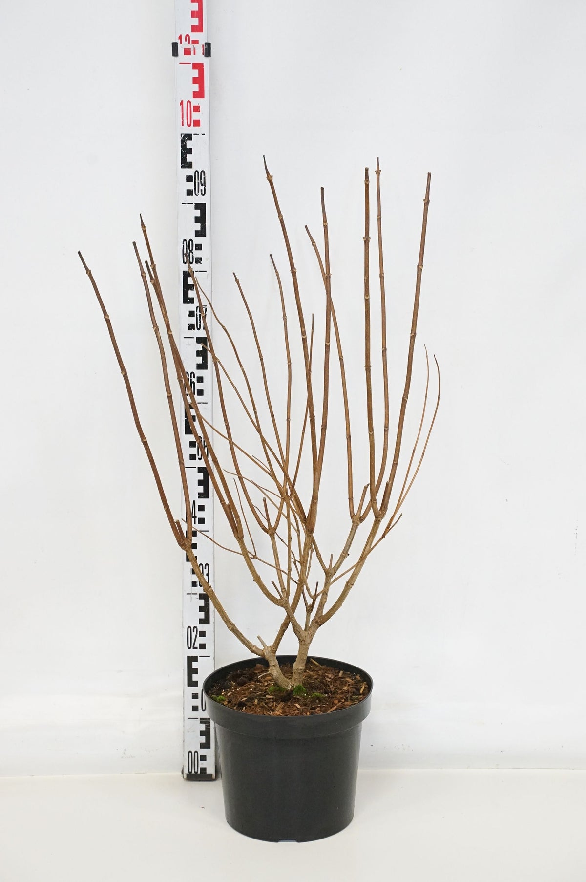 Hydrangea paniculata &