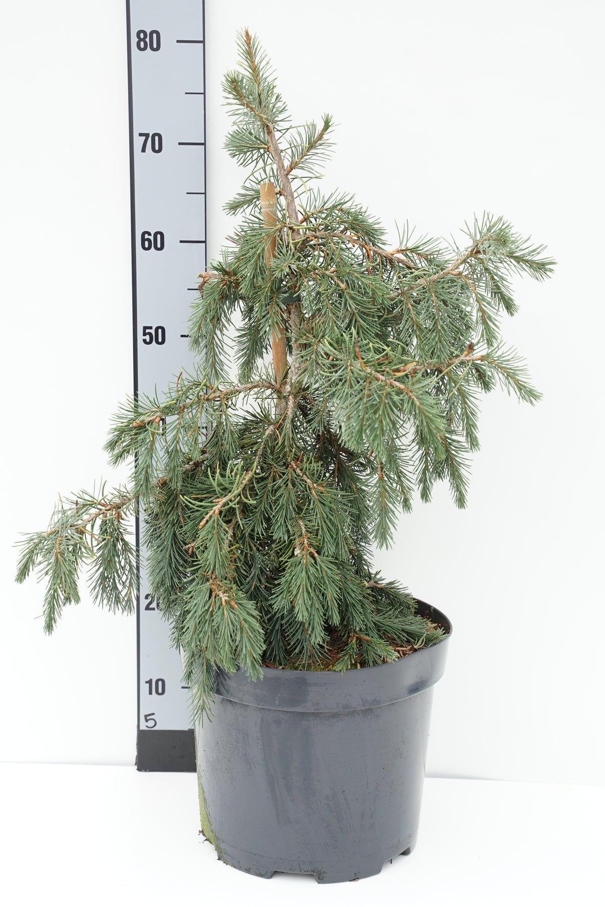 Picea breweriana C10 (10 liters kruka) 50-60 cm