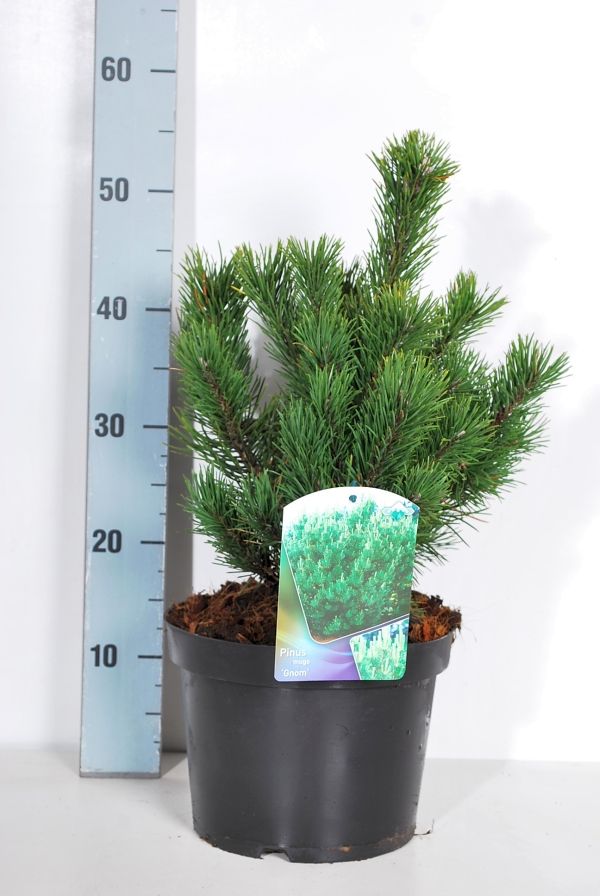 Pinus mugo &