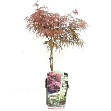Acer palmatum &