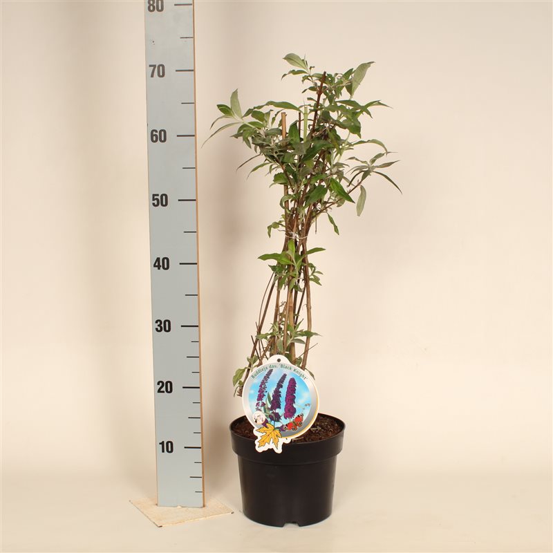 Buddleja d. &