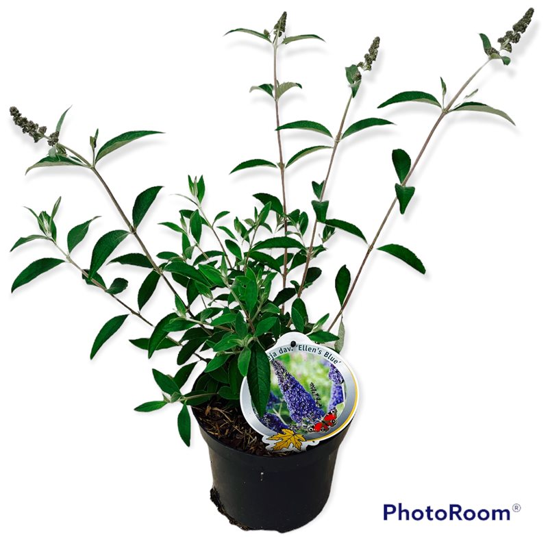 Buddleja d. &