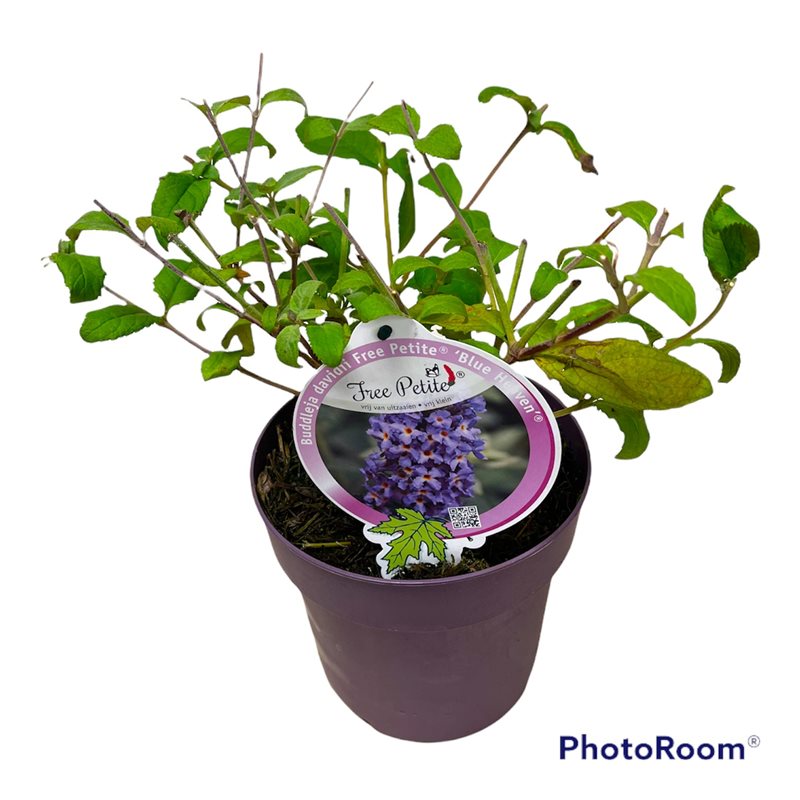 Buddleja d. &