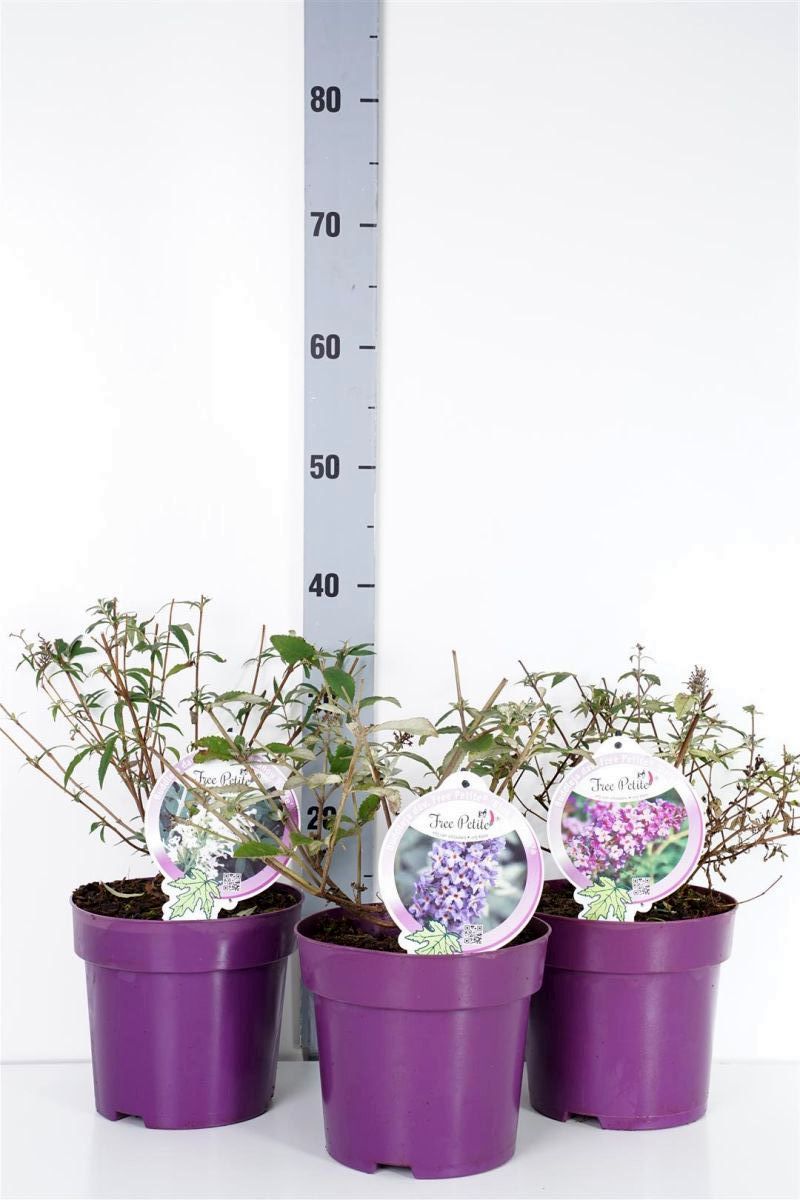Buddleja d. &