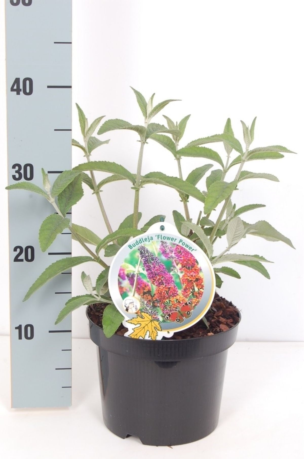 Buddleja d. &