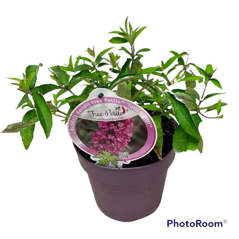 Buddleja d. &