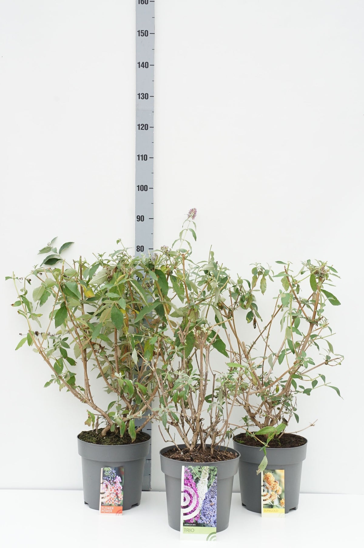 Buddleja davidii i sorter C7,5 (7,5 liters kruka) 50-60 cm