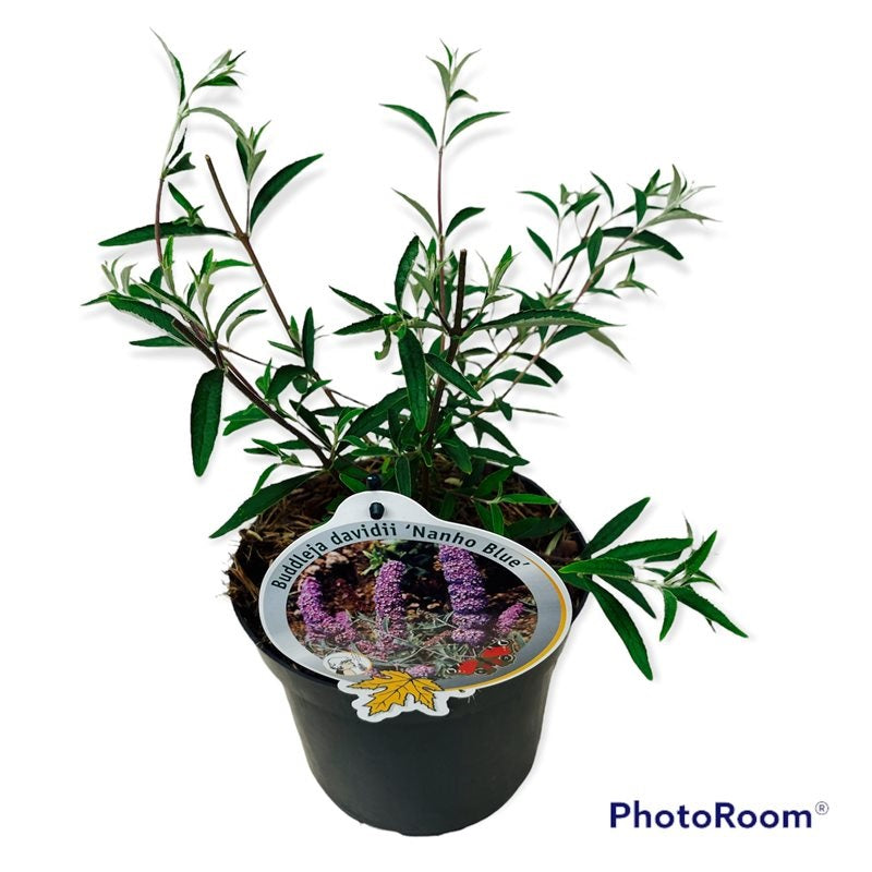 Buddleja d. &
