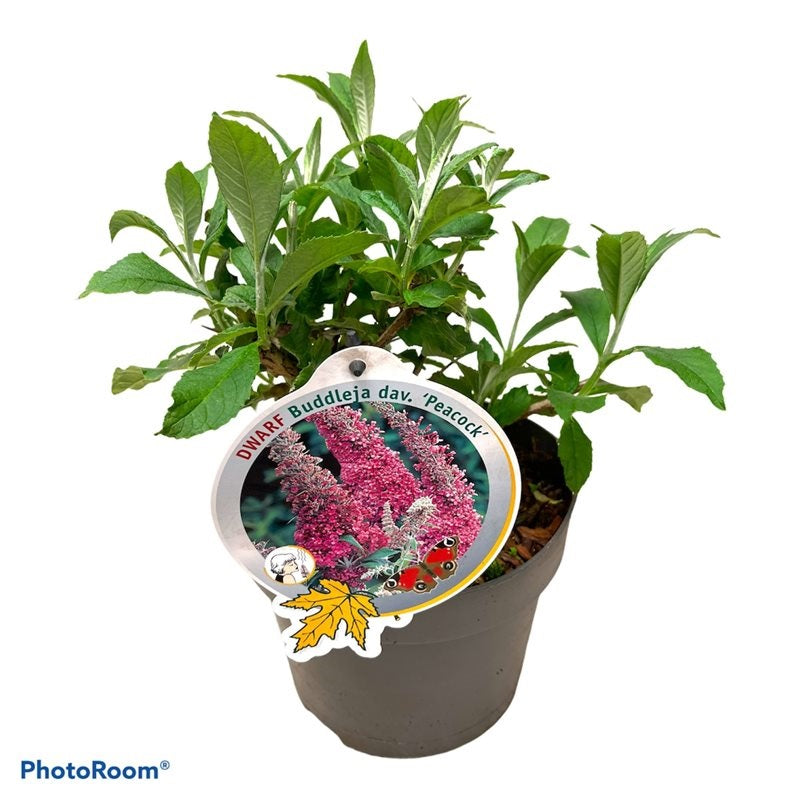 Buddleja d. &