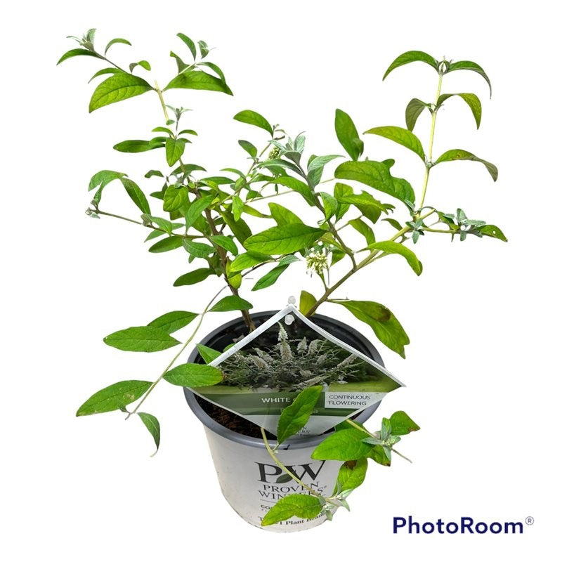 Buddleja d. &