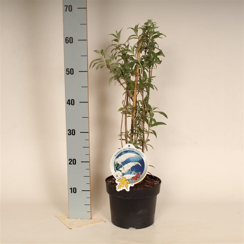 Buddleja davidii &