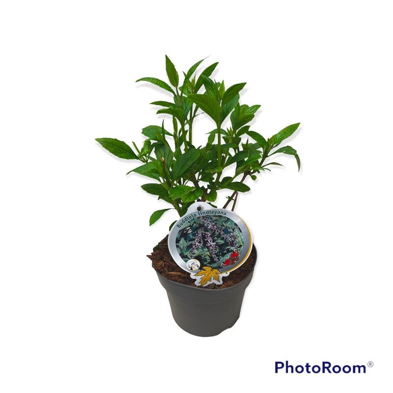 Buddleja lindleyana C3 (3 liters kruka)