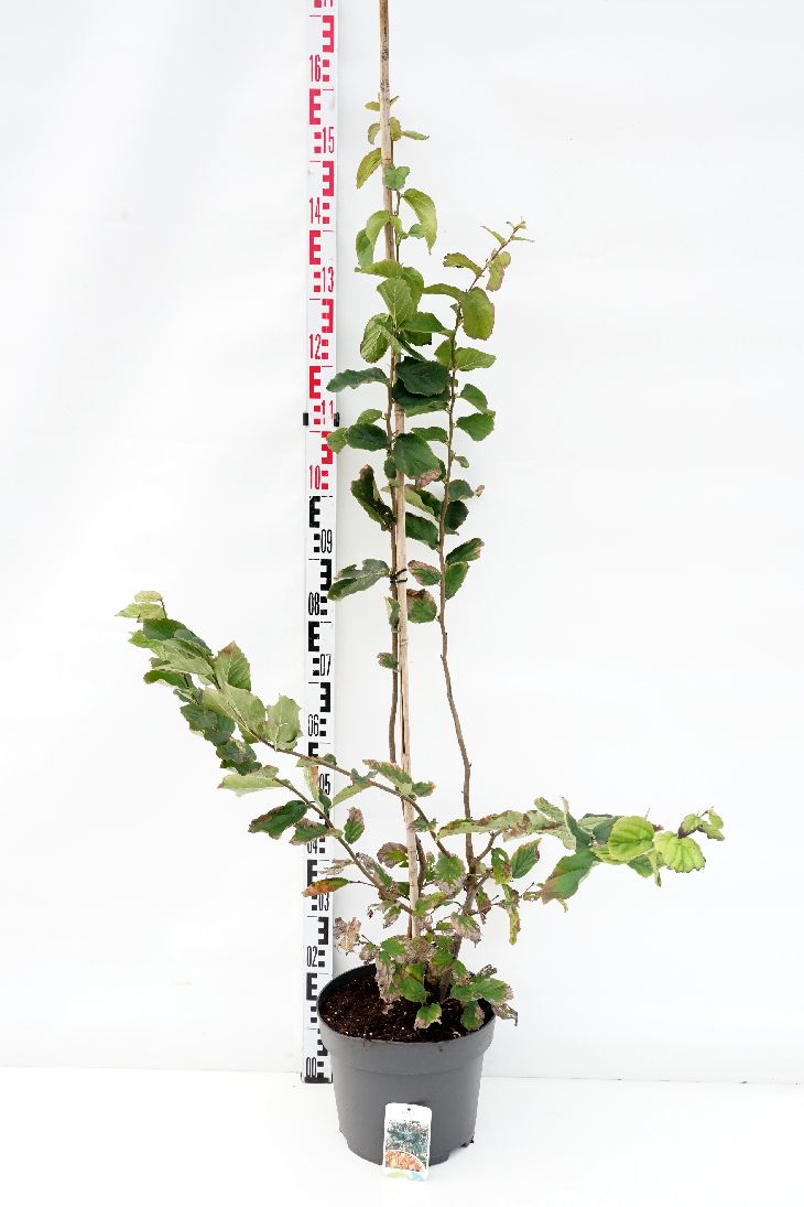 Parrotia persica C10 (10 liters kruka) 100-125 cm