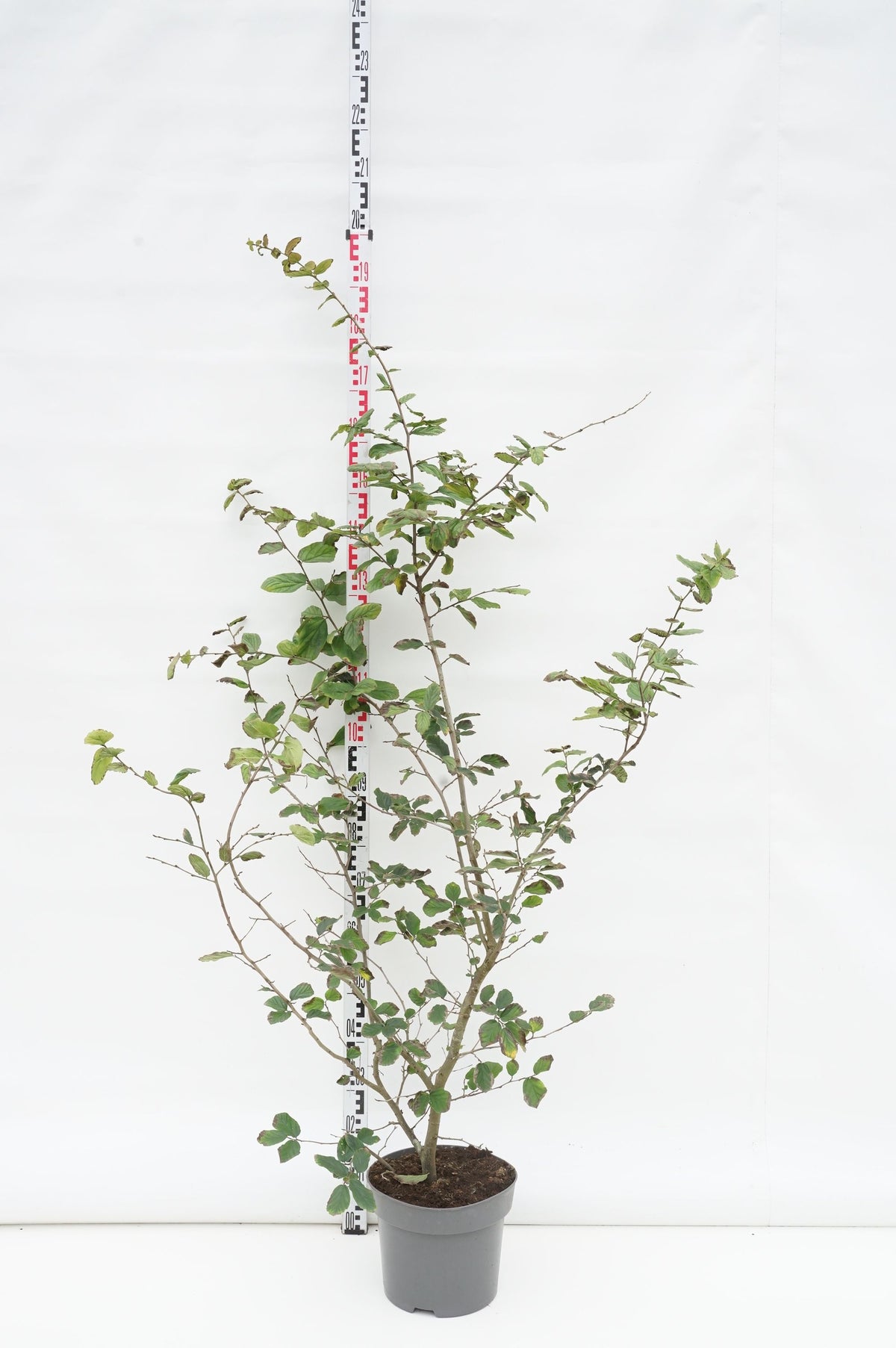 Parrotia persica C10 (10 liters kruka) 125-150 cm