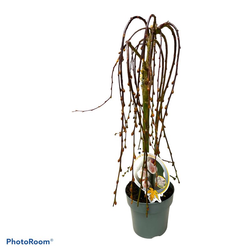 Salix caprea &