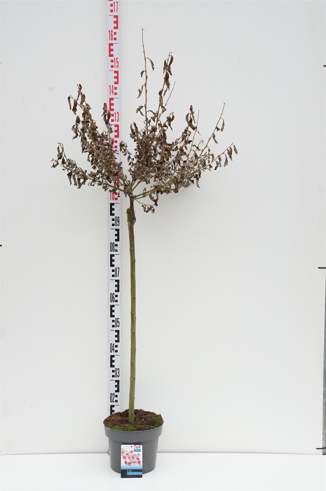 Salix chaen. &
