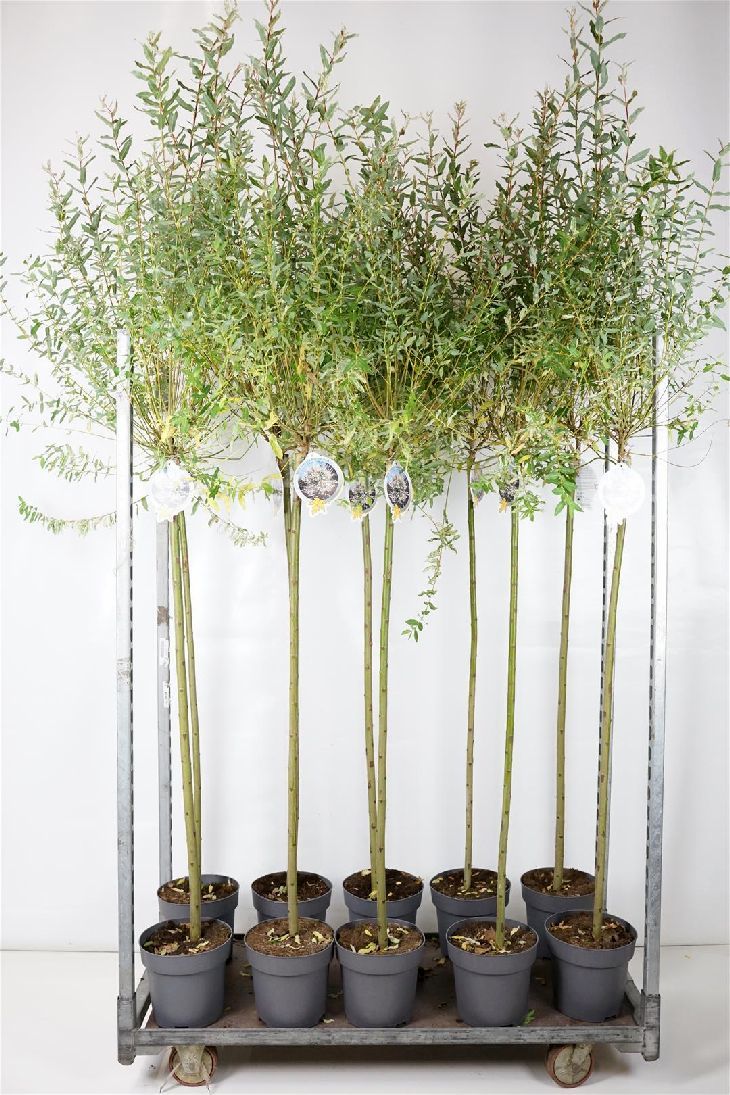 Salix integra &