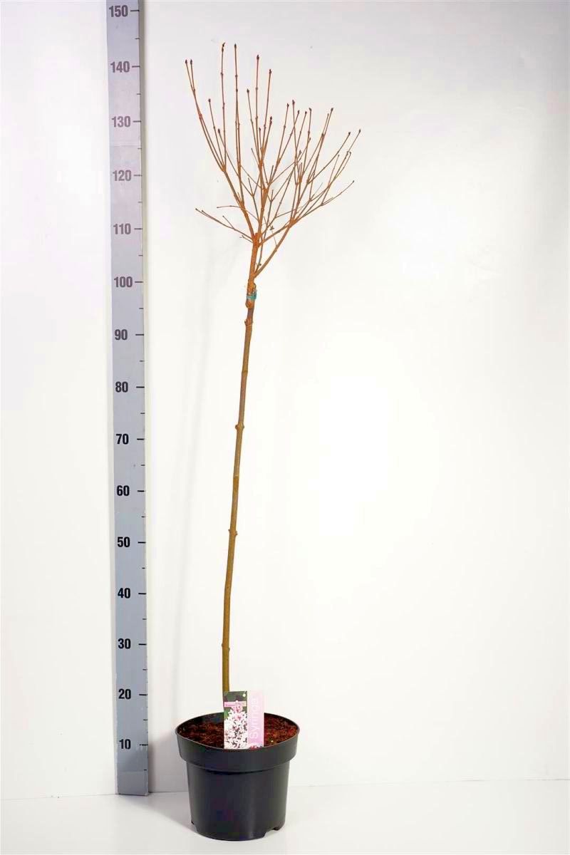 Syringa &