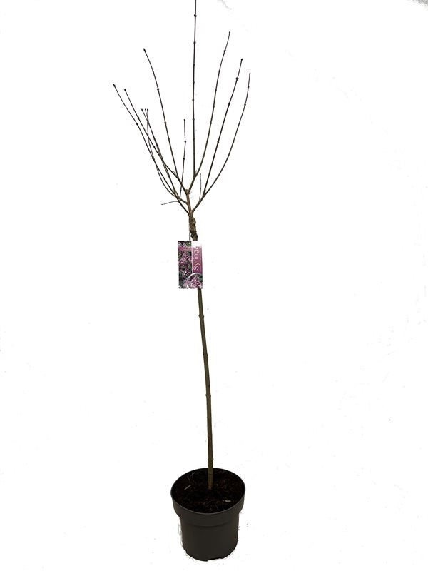 Syringa meyeri &