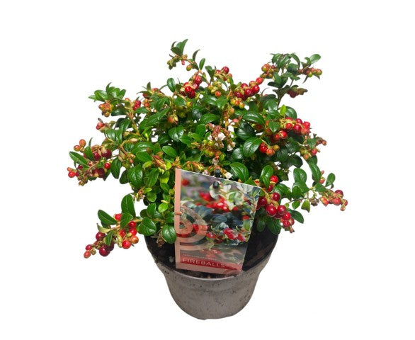 Vaccinium vitis-id. &