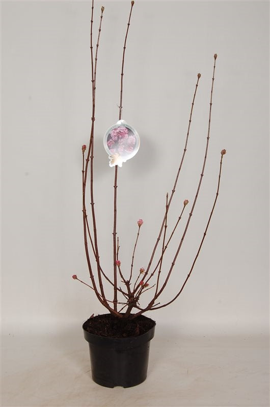 Viburnum bodn. &