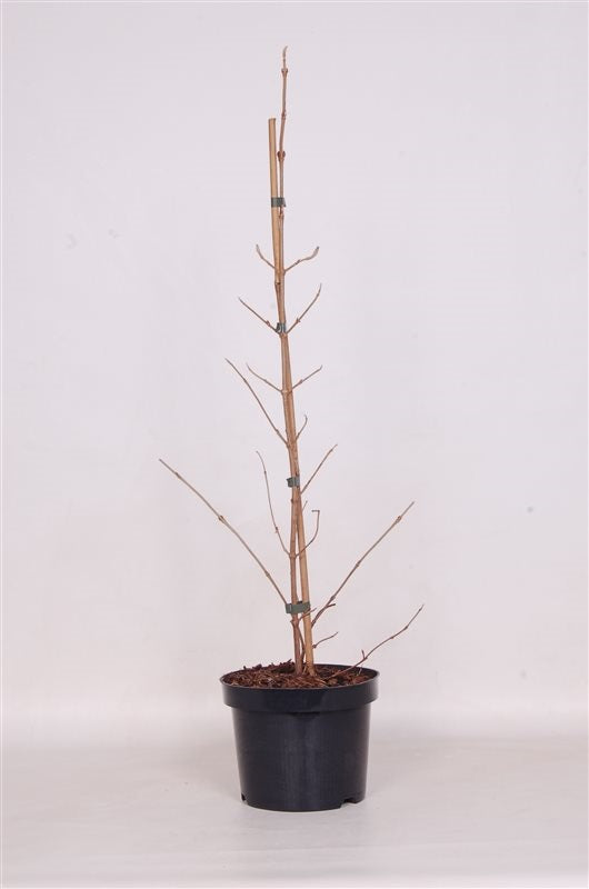 Viburnum plicatum &