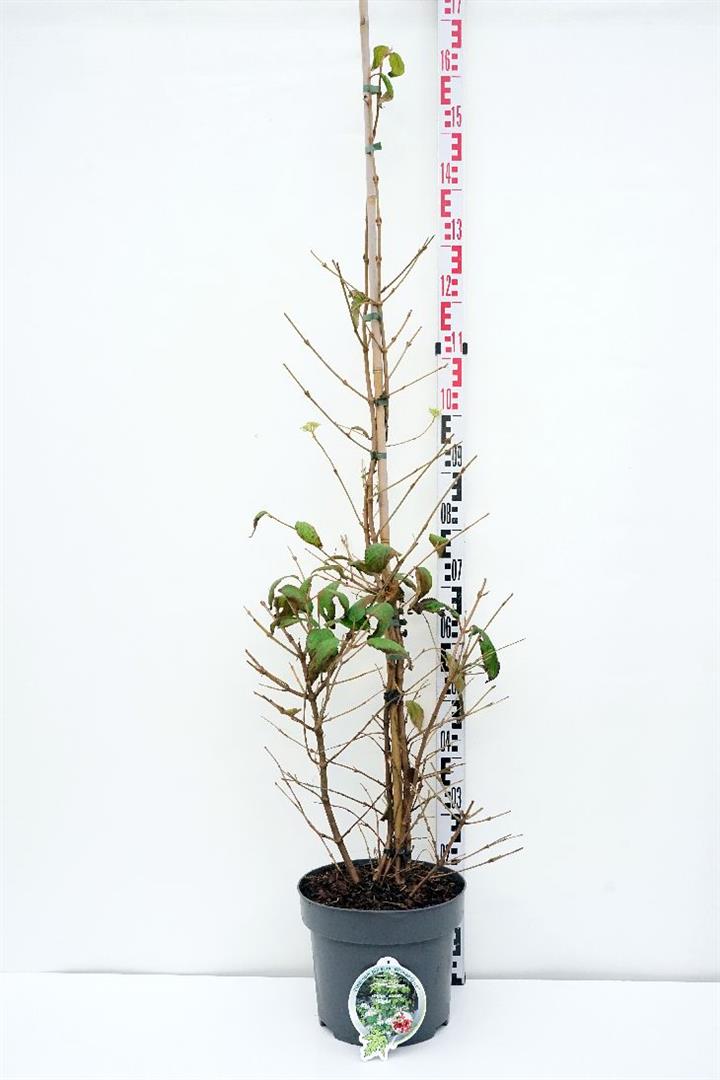 Viburnum plicatum &