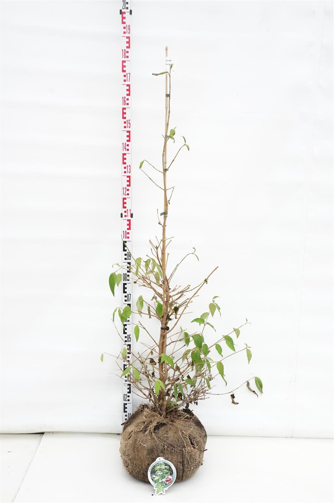 Viburnum plicatum &