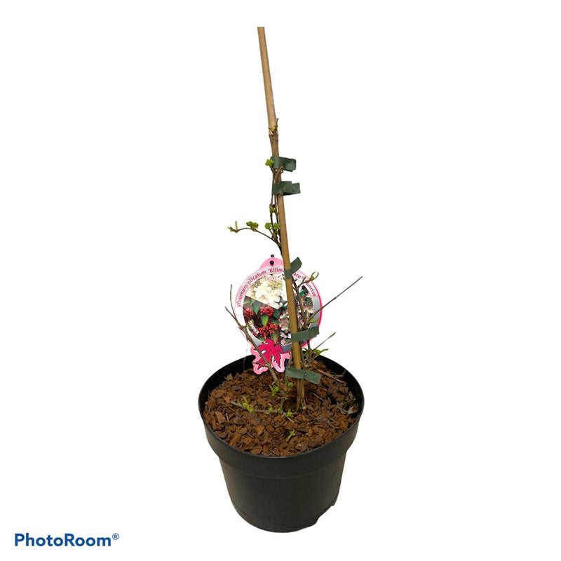 Viburnum plicatum &