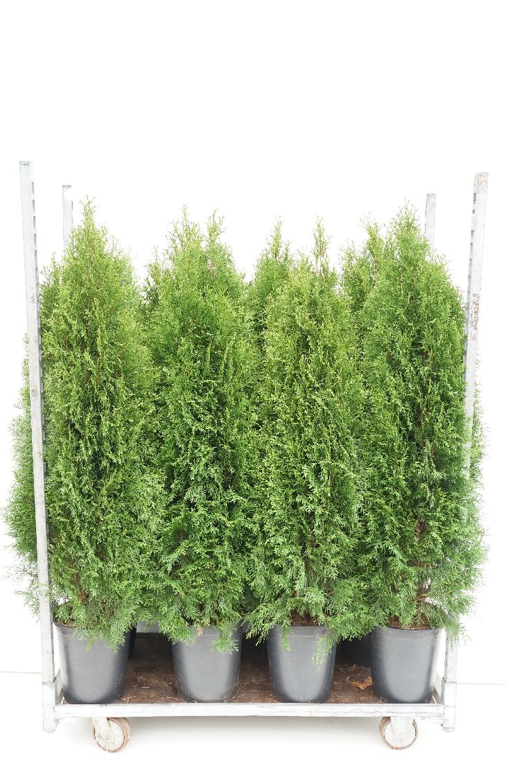 Thuja occidentalis &