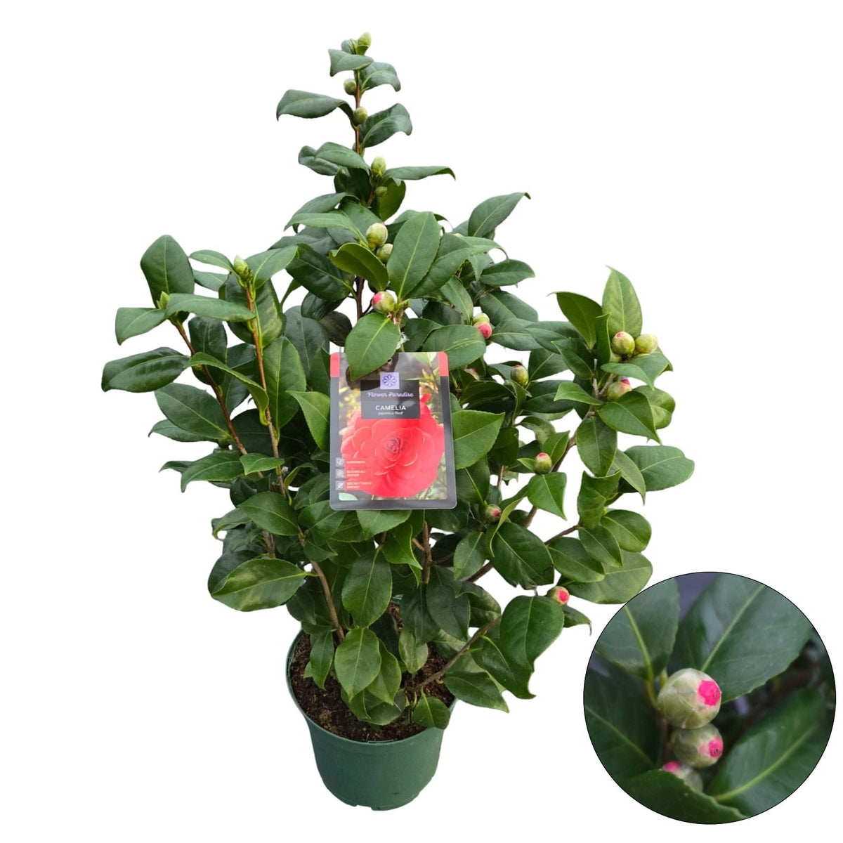 Camellia japonica &
