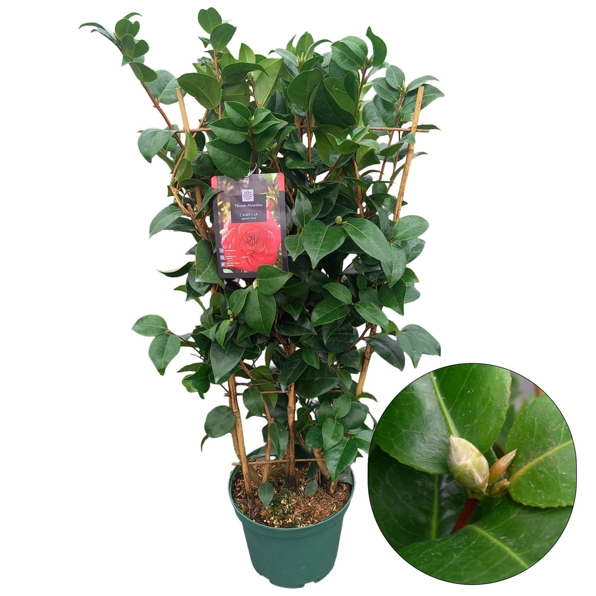 Camellia japonica &