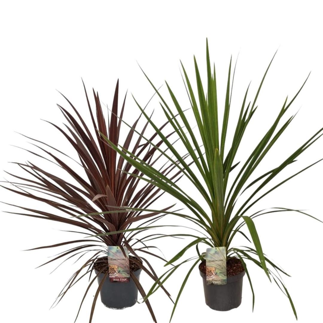 Cordyline aus. &