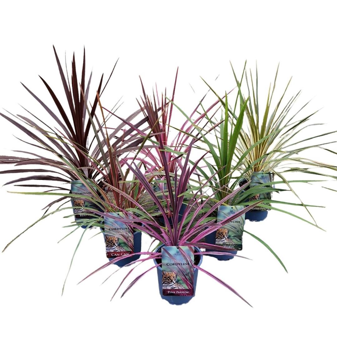 Cordyline australis &
