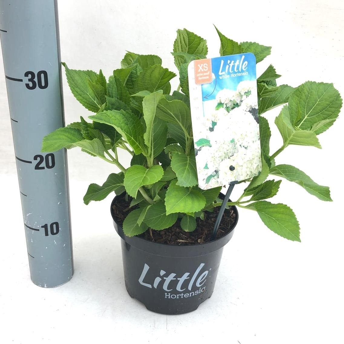 Hydrangea macrophylla &